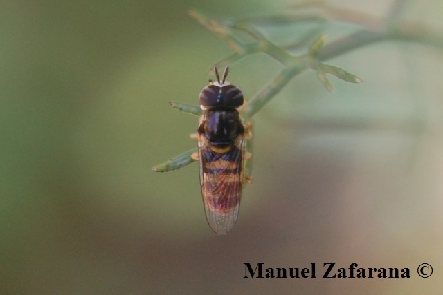 Paragus sp. (Syrphidae)